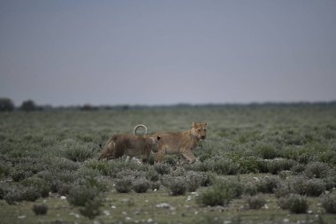 Afrika vahşi hayvanlar