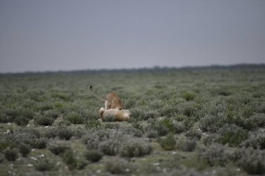 Vahşi aslanlar, Afrika, vahşi yaşam