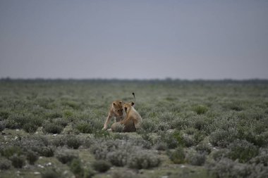Anna 'da güzel bir dişi aslan.