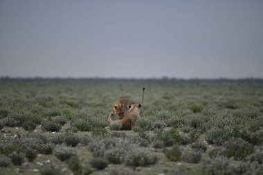 Savanadaki güzel bir aslan resmi.