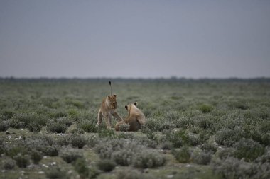 Afrika 'daki savanda bir grup hayvan.