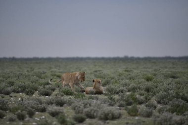 Vahşi Afrika hayvanları, doğa ve hayvan konsepti