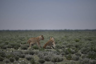 Etoşa Ulusal Parkı 'nda bir çift aslan