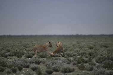 Etoşa Milli Parkı, Namibya 'da vahşi aslan dövüşü