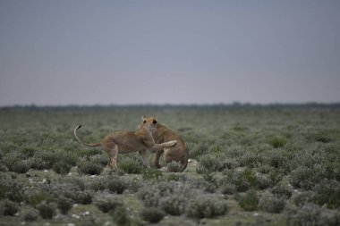 Afrika 'daki vahşi hayvanlar.