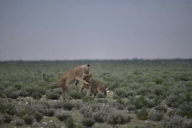Vahşi Afrika Aslanı (panthera leo), Afrikalı Anna, etosha Ulusal Parkı, Namibya, Afrika