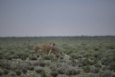 Afrika'da vahşi aslan