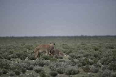 wild lion cub in the savannah