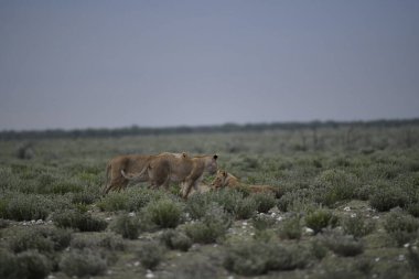Namibya bozkırında genç aslanlar