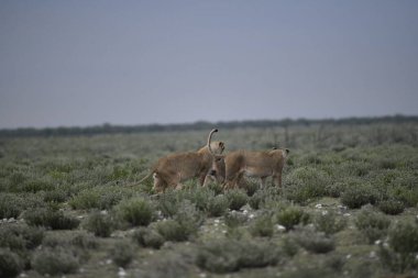 Çölde bir koyun sürüsü