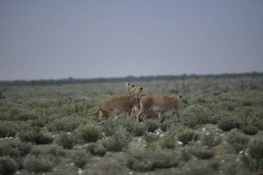 Çöldeki genç vahşi hayvanlar