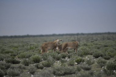Tarlada otlayan bir koyun sürüsü.
