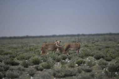 Utah çölünde bir grup vahşi keçi.