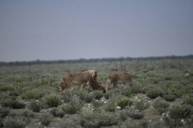 lion cub in nature, africa