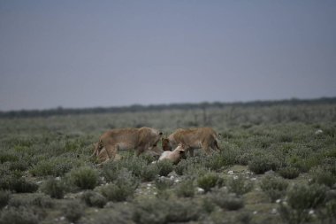 Ormanda bir çift vahşi hayvan.