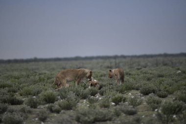 Yaban domuzu tarlada