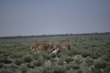 Savanadaki bir grup genç hayvan.