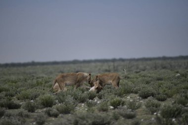 Kışın Utah çölde vahşi atlar