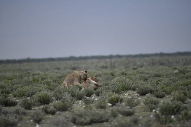 Vahşi hayvanlar, seçici odaklanma