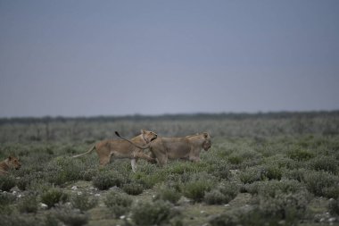 Afrika savanındaki vahşi aslanlar