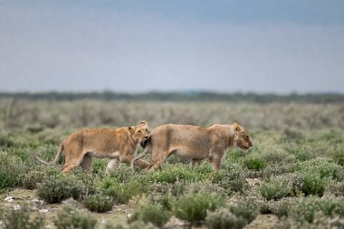 Namibya bozkırında yürüyen vahşi aslanlar.