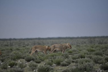 Kenya 'daki vahşi savanada aslanlar