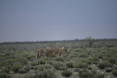 Etoşa namibya 'da aslan yavrusu
