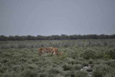 Aslan vahşi hayvan, doğa ve hayvan