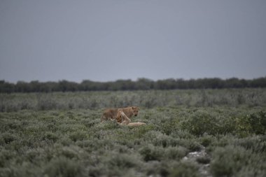 Amerika Birleşik Devletleri savanındaki vahşi aslan.