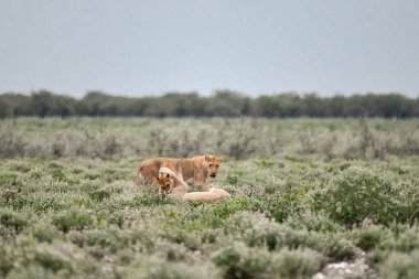 Savanadaki vahşi aslanlar, Kenya