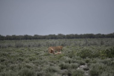 Savanadaki aslan yavrusu