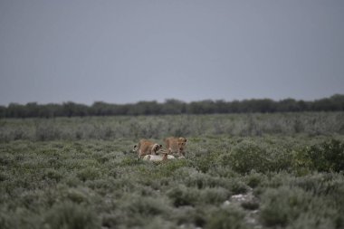 Çölde bir aslan grubu.