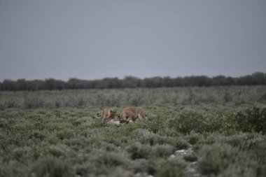 Kızıl tilki vahşi doğada