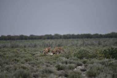 Vahşi aslanın vahşi doğasında