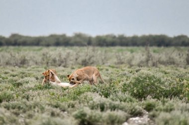 Çölde aslan yavrusuyla birlikte bir erkek aslan yavrusu.