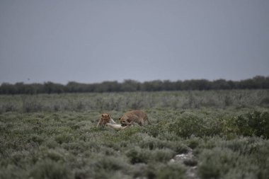Vahşi doğada iki aslan