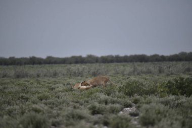Çimlerin üzerinde bir dişi geyik.