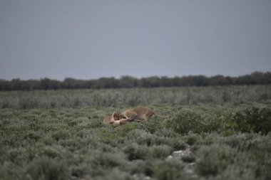 vahşi kırmızı aslan (panthera leo )