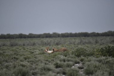 kızıl tilki, volkanlar, yetişkin erkek, patagonya, Arjantin