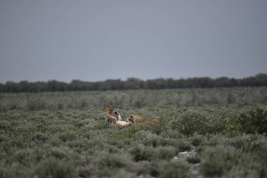 Tarladaki genç bir köpeğin güzel bir fotoğrafı.