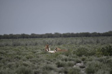 Genç bir köpeğin güzel bir fotoğrafı.