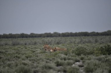 Çölde vahşi bir tilki