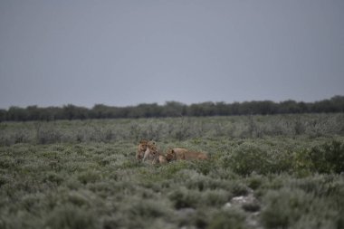 Çölde vahşi atlar
