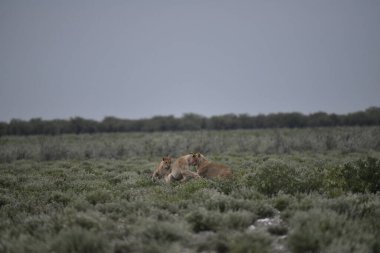 Etoşa Ulusal Parkı, Namibya 'da bir grup aslan.