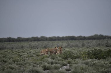 Arizona çölünde bir çift vahşi geyik.