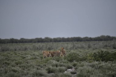 Kırsaldaki çayırlarda otlayan bir inek.