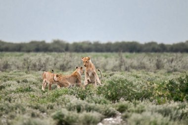 Kenya bozkırında vahşi bir hayvan sürüsü.