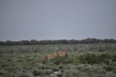 Savanadaki vahşi hayvan sürüsü.
