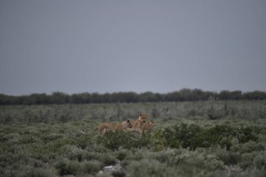Savanada bir çift vahşi aslan