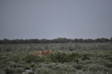 Genç hayvanlar, seçici odaklanma